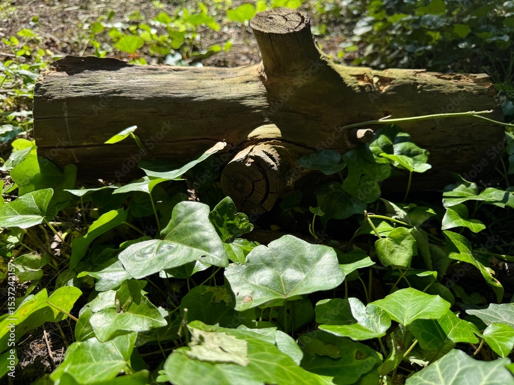A gorgeous log found in the woods on a walk A gorgeous log found in the woods on a walk