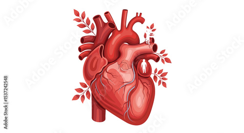 The Intricate Workings of the Human Heart Exploring Anatomy Physiology and Cardiovascular Health