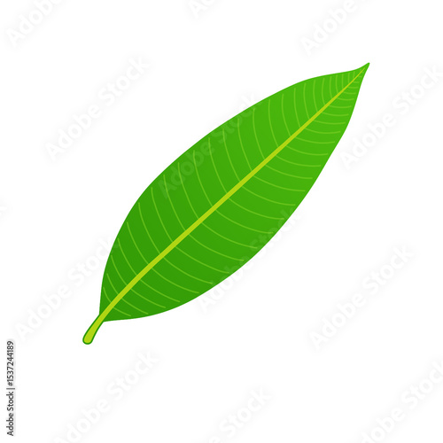 Green mango leaf isolated on transparent background, png image 