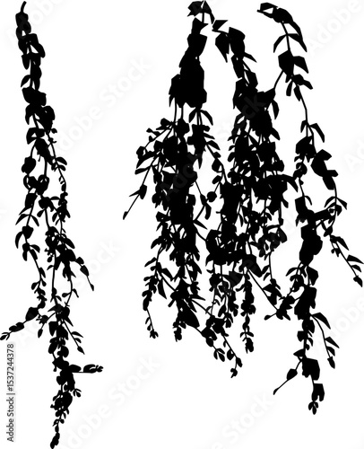 Broom creeper silhouette