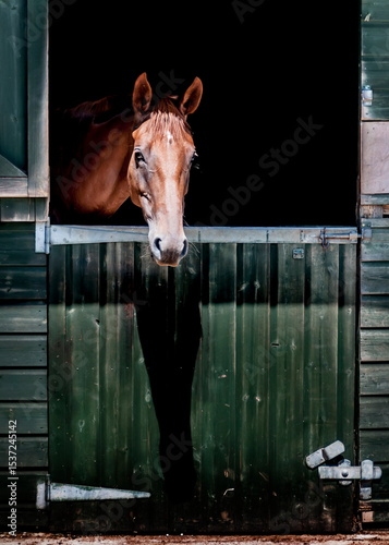 Horse in a stable