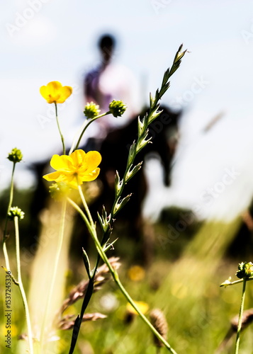A person riding a horse in a field of flowers.