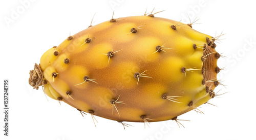Close up of a prickly pear fruit showing its yellow skin and thorns in a detailed view image shot on transparent background