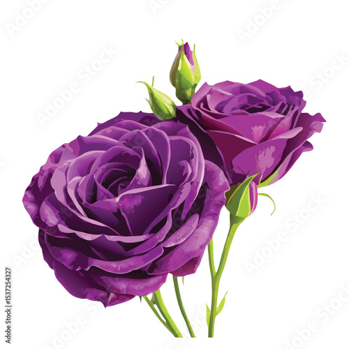Elegant vector illustration of purple roses with buds on a white background