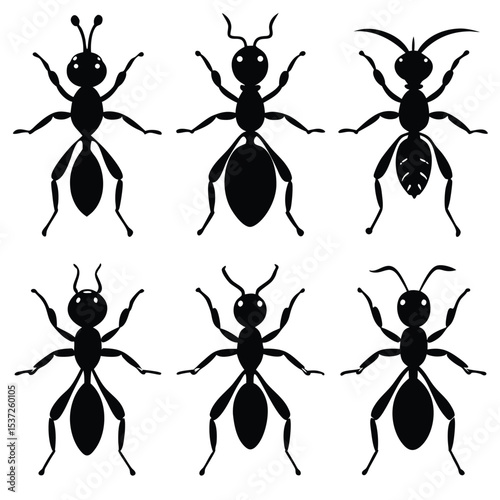 Ant Icon Set – 6 Silhouette Vector Icons on White Background