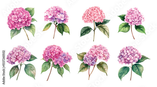 Watercolor set of pink hydrangeas png. Watercolor branch of hydrangea with lush pink inflorescence and green leaves. Watercolor floral elements for wedding designs etc. Watercolor floral botany.