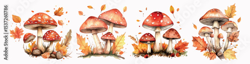 Watercolor set of autumn forest mushrooms png. Set of seasonal forest mushrooms with autumn fallen leaves and grass. Concept of autumn natural elements. Vector illustration.
