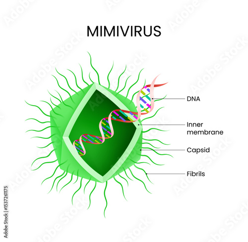 Structure of Mimivirus Detailed Diagram