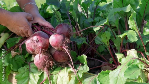 Female hands pull out fresh beets from the soil. Hands of a woman pulling a beets out of the soil. Harvesting beets in the garden. Gardener pulls beets from the ground.