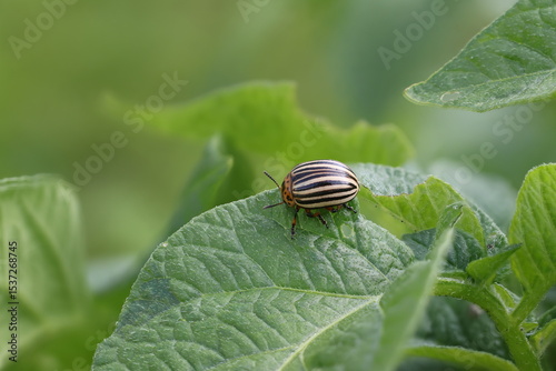 Colorado potato beetle (Leptinotarsa decemlineata)
