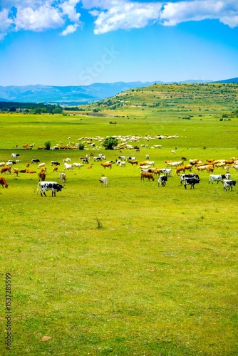 Un prado verde y un gran rebaño de vacas pastando en la provincia de Segovia , España.