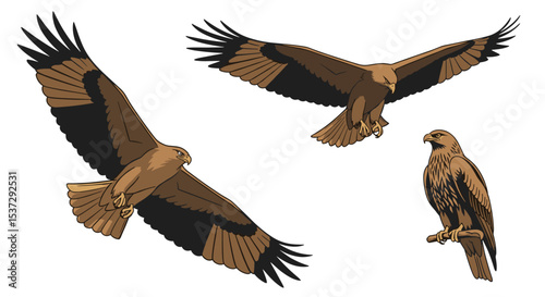 Birds of Prey The Majestic Dance of Eagles High in the Sky Nature