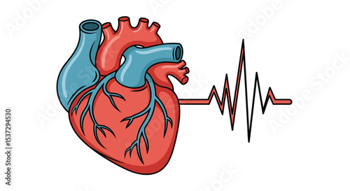 Heart Anatomy and Function Understanding the Vital Organ Essential for the Human Body