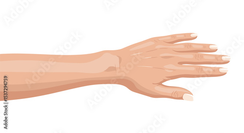 Anatomical Study of a Human Arm Detailed Observation of Muscles and Skin