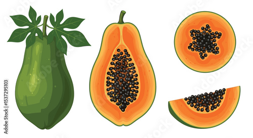 A Visual Journey into the World of Papaya Fruit Its Anatomy and Uses