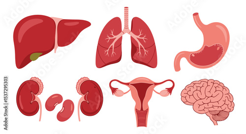 Visual Representation of Human Organs and Their Anatomical Locations in the Body