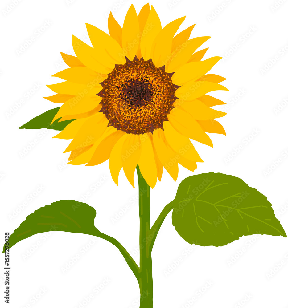 Fototapeta premium 해바라기