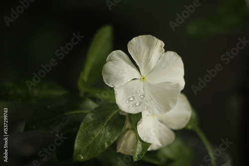 white flowers