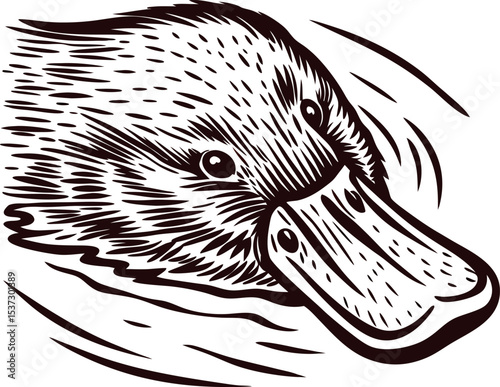 hand drawn platypus head in water vintage illustration of swimming monotreme mammal with detailed bill and fur lines