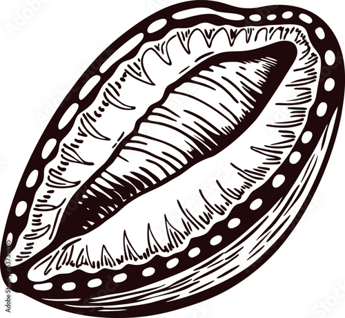 Hand drawn cowrie shell isolated on white background detailed vintage marine illustration