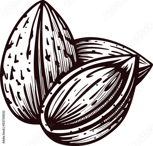 Hand drawn almond nuts in vintage engraving illustration isolated on white background