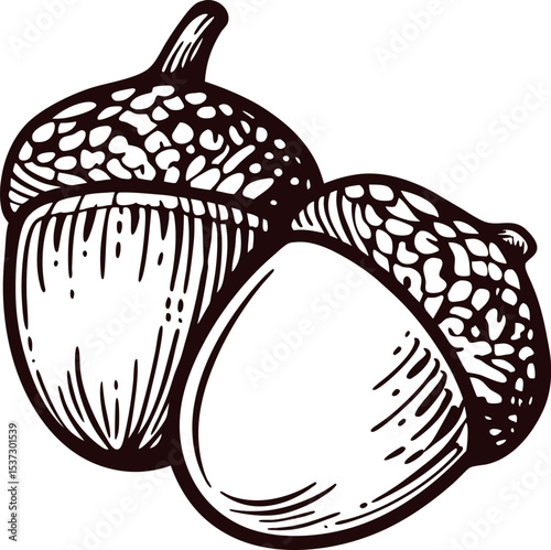 Hand drawn acorns isolated on white background vintage botanical engraved nut illustration
