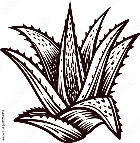Hand drawn vintage aloe vera plant isolated on white background, herbal engraved botanical illustration