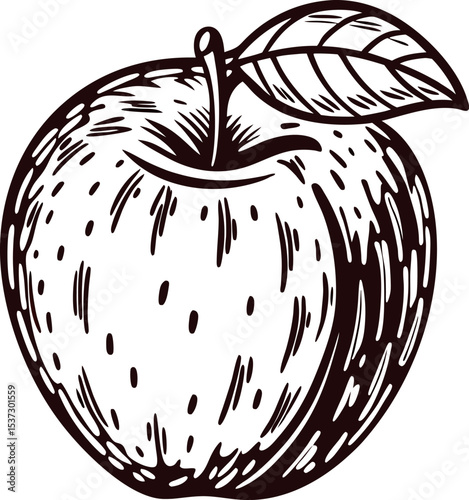Hand drawn apple illustration with single leaf isolated on white background in vintage engraved