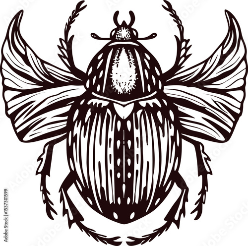 Detailed hand drawn scarab beetle with open wings in vintage engraving on white background