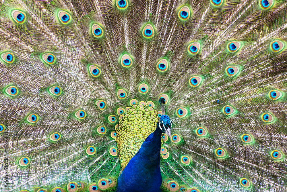 Obraz premium peacock with feathers out