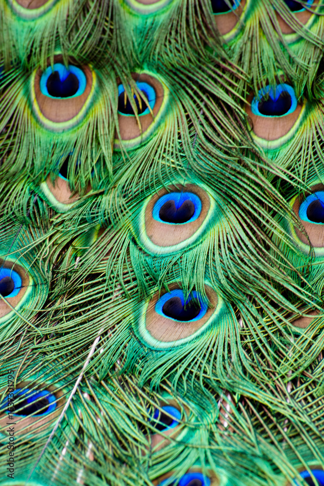 Fototapeta premium peacock feather background