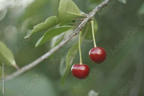 cherries on a tree