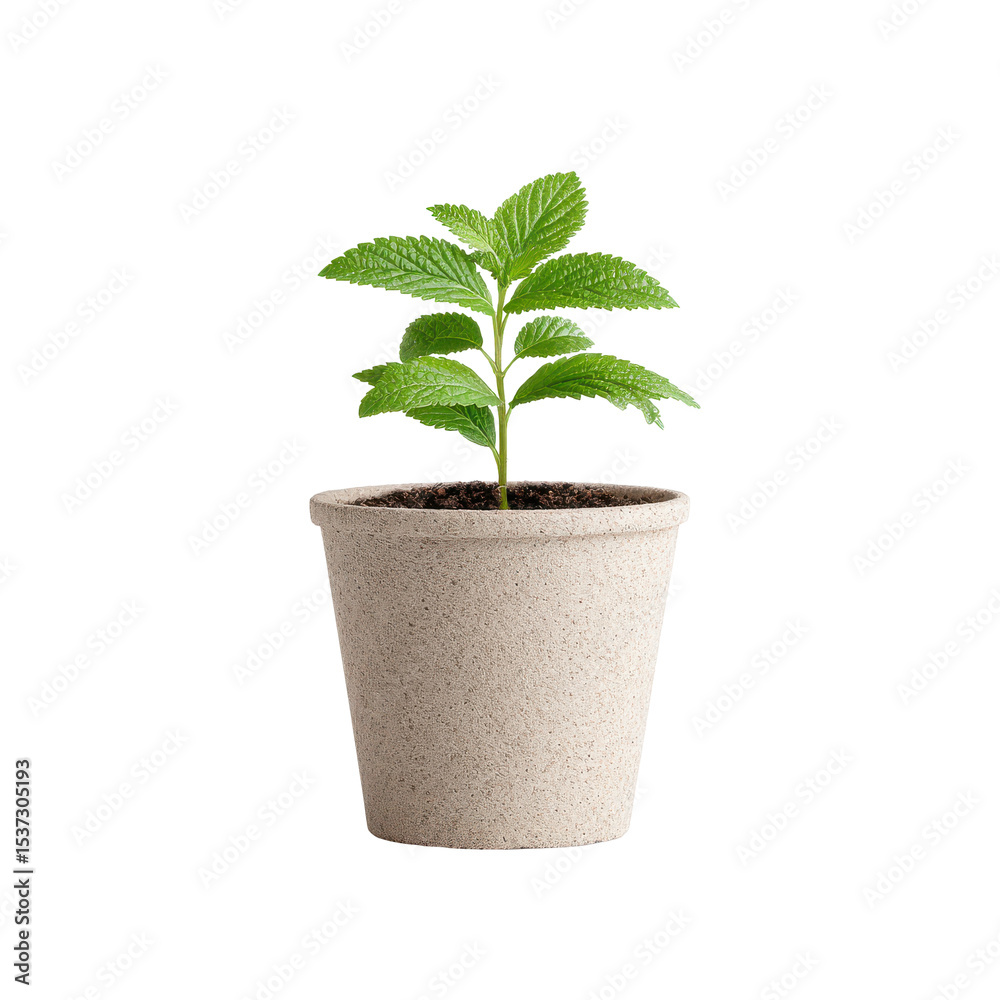 Obraz premium Small Green Plant in Beige Pot Against for Home Decor and Indoor Gardening Inspiration on transparent background