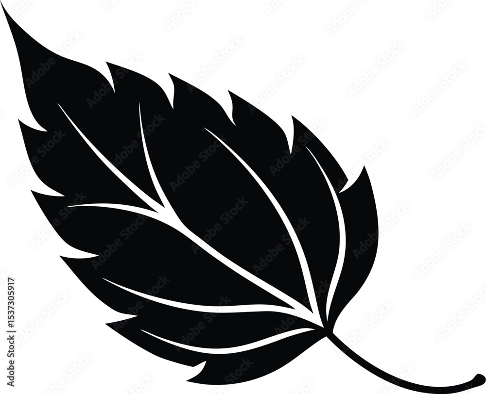 Obraz premium black and white leaf