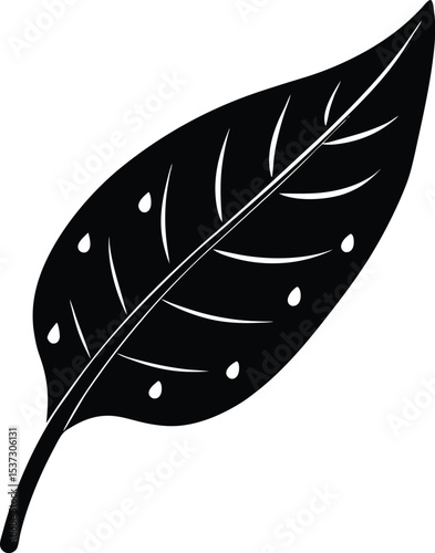 feather vector illustration