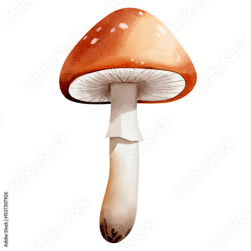 Watercolor forest mushroom. Hand drawn fall illustration perfect for autumn nature design.