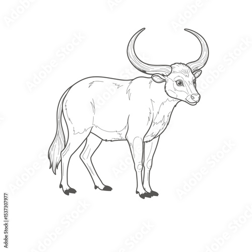 Banteng – Bos javanicus. Robust buffalo with large curved horns standing on open ground. Wildlife nature concept
