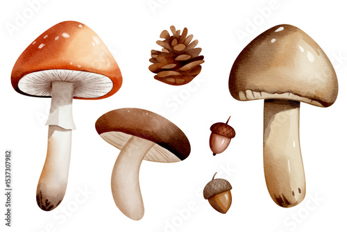 Set of watercolor mushrooms, acorns, cone. Hand drawn autumnal illustration perfect for autumn nature design.