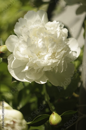 Piony blossom
