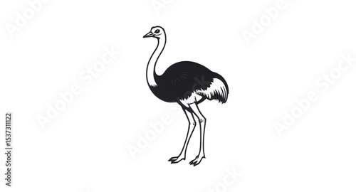 Ostrich icon, Ostrich vector, Big bird, Flightless bird, Ostrich silhouette, Ostrich outline, Running ostrich, Fast bird, Ostrich illustration, Cartoon ostrich, Cute ostrich, Ostrich with long neck, O