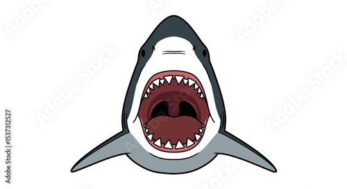 Fierce shark illustration with open jaws on white background for marine design vector illustration
