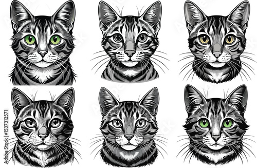 Six gray tabby cat portraits isolated on white background isolated on transparent background