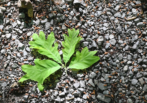 Leaves on the Path
