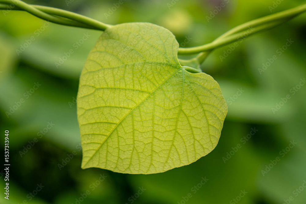 Fototapeta premium Single Heart-Shaped Leaf Hanging from Twisting Vine with Visible Veins – Macro Nature Shot