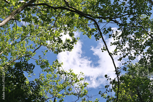 Sky through the Trees