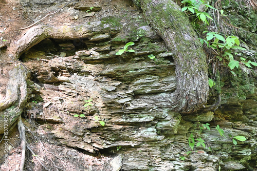 Tree on Cliff