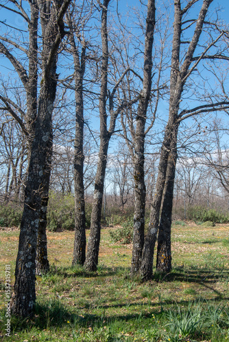 grove of bare, leafless branches in a meadow in winter