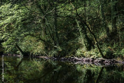 Riparian tree roots snake over a riverbed