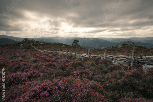 Purple flower heaths cover the granite mountains of O Xistral