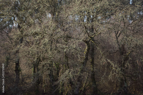 Tangled composition of twisted branches in a winter forest